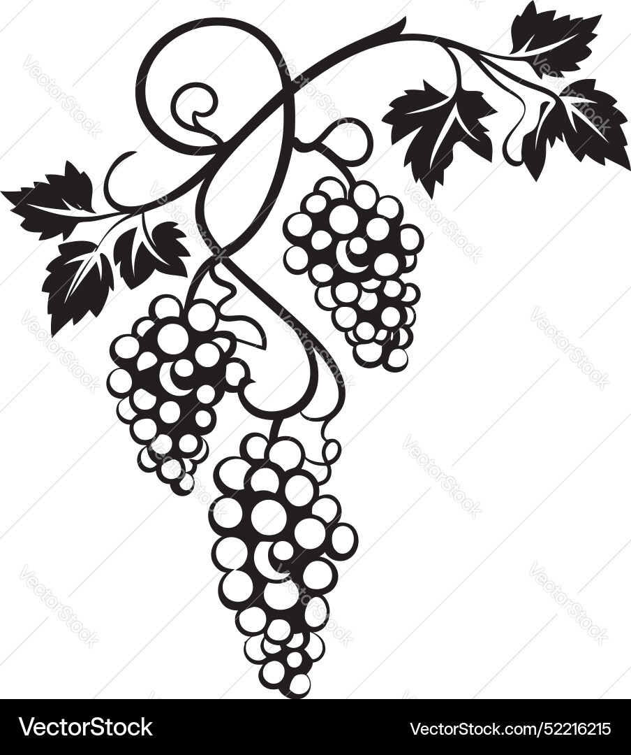 Vine legacy grape with grapefruit icon design Vine legacy grape with grapefruit icon design vector image