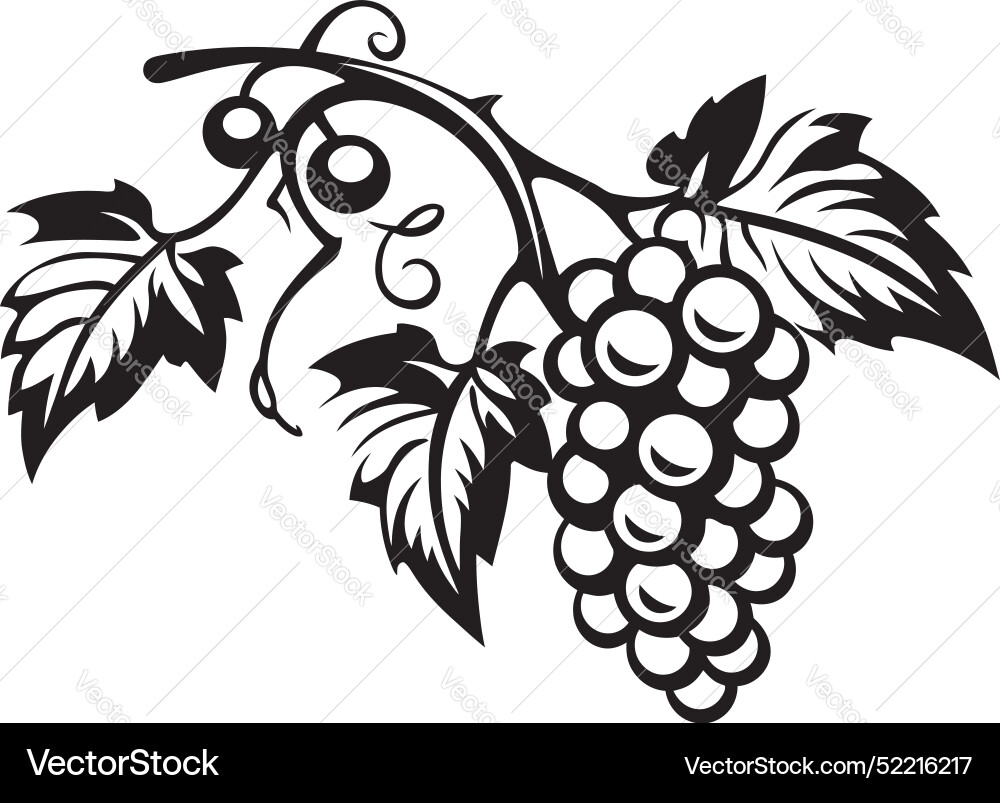 Grapes and citrus vine of grape with grapefruit vector image