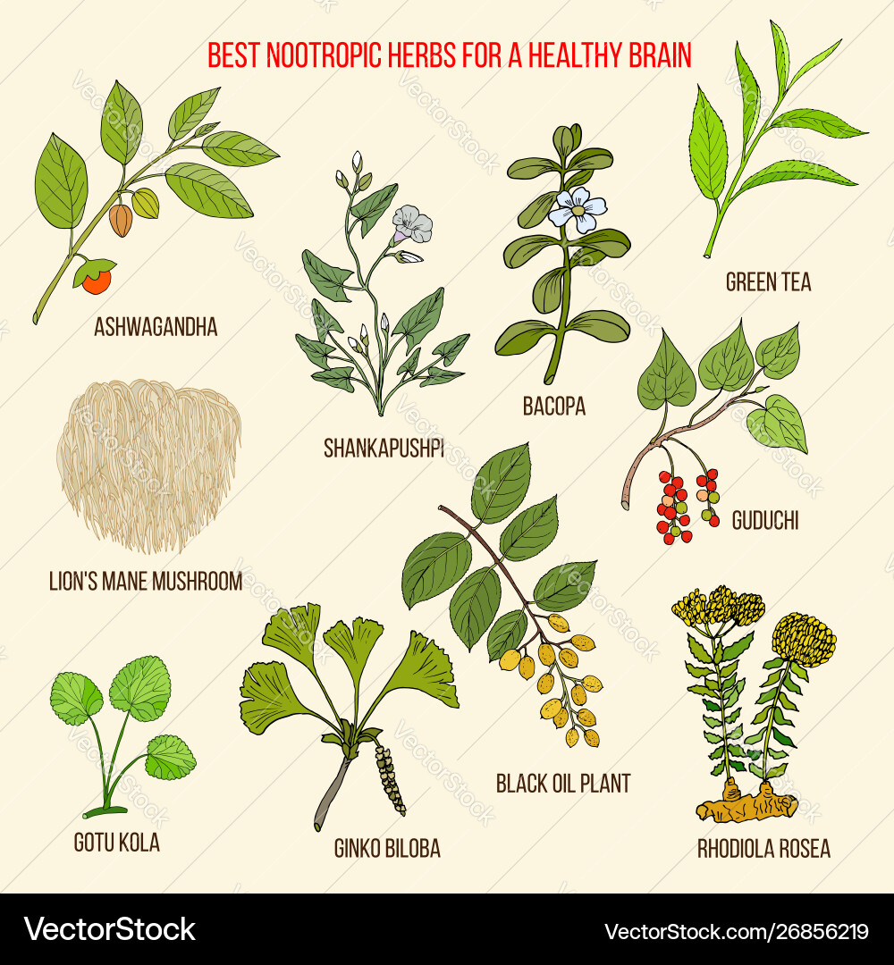 Best nootropic medicinal herbs for a healthy brain