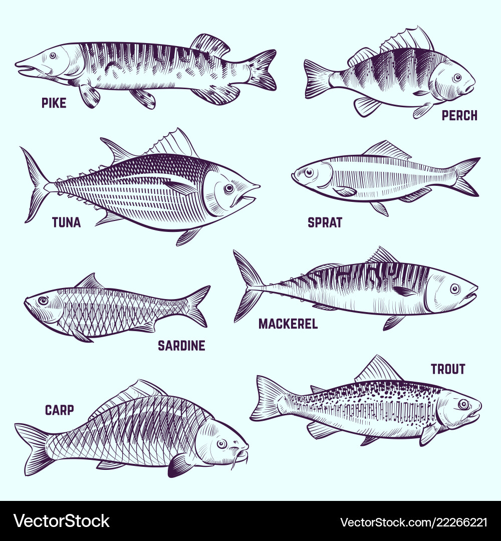 Handgezeichnete Fische Restaurant Speisekarte Meeresfrüchte Lachs Handgezeichnete Fische Restaurant Speisekarte Meeresfrüchte Lachs vektorbild