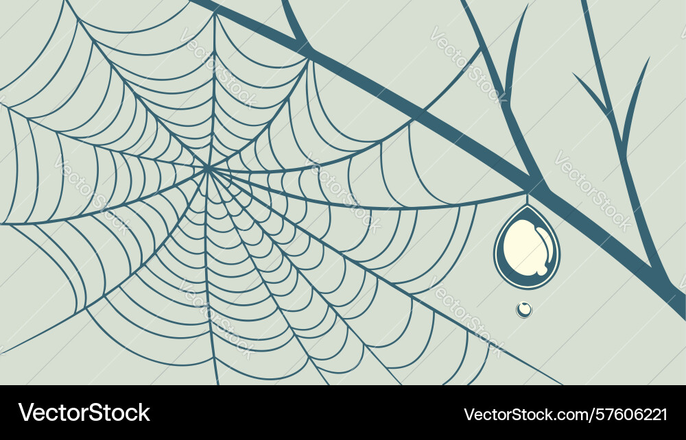 Minimalist spiderweb abstract natural pattern vector image