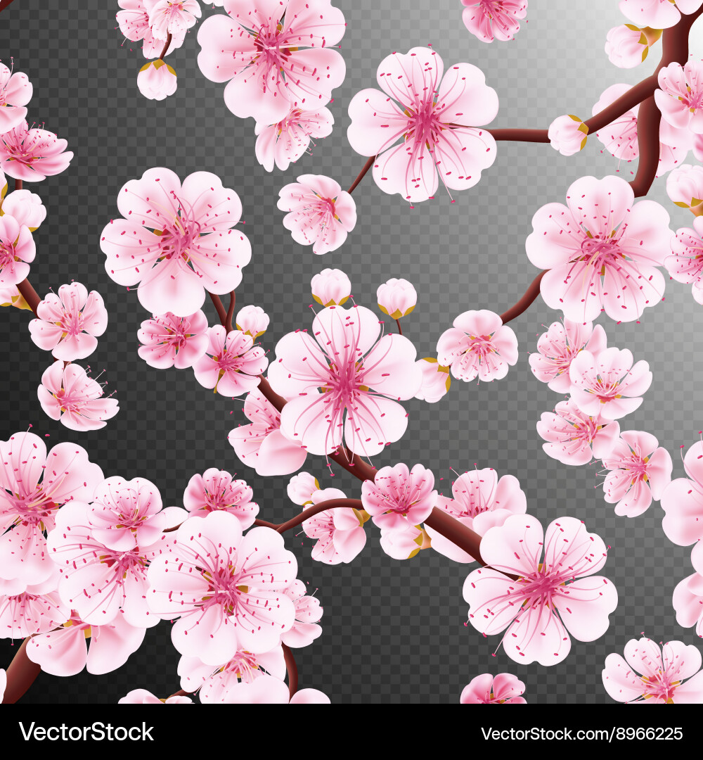 Seamless of pink sakura eps 10 Vector Image