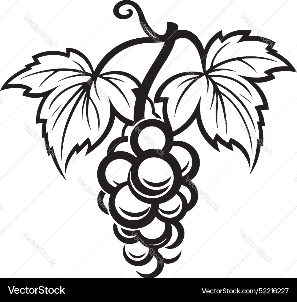 Grapes and citrus vine of grape with grapefruit Grapes and citrus vine of grape with grapefruit vector image