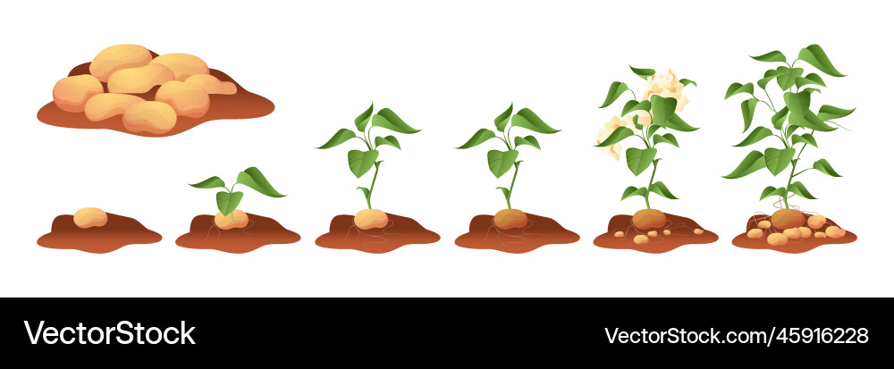 Potato growing tuberous crop with stem roots leaf Potato growing tuberous crop with stem roots leaf vector image