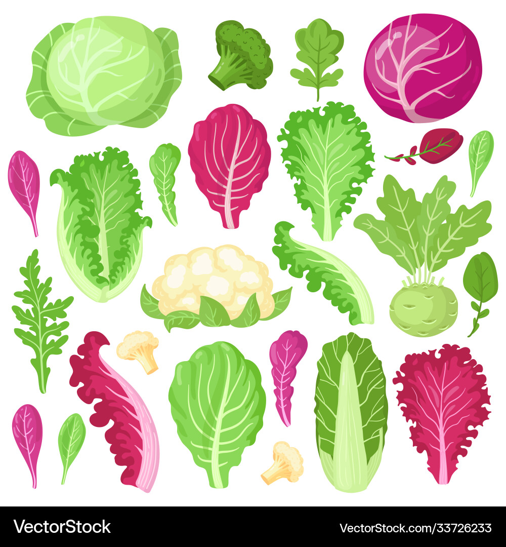 Cartoon cabbage cauliflower kale broccoli Cartoon cabbage cauliflower kale broccoli vector image