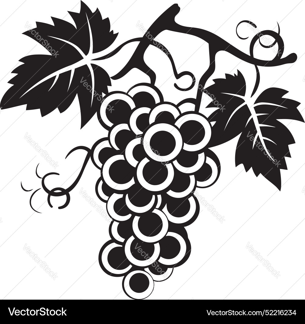 Vine legacy grape with grapefruit icon design Vine legacy grape with grapefruit icon design vector image