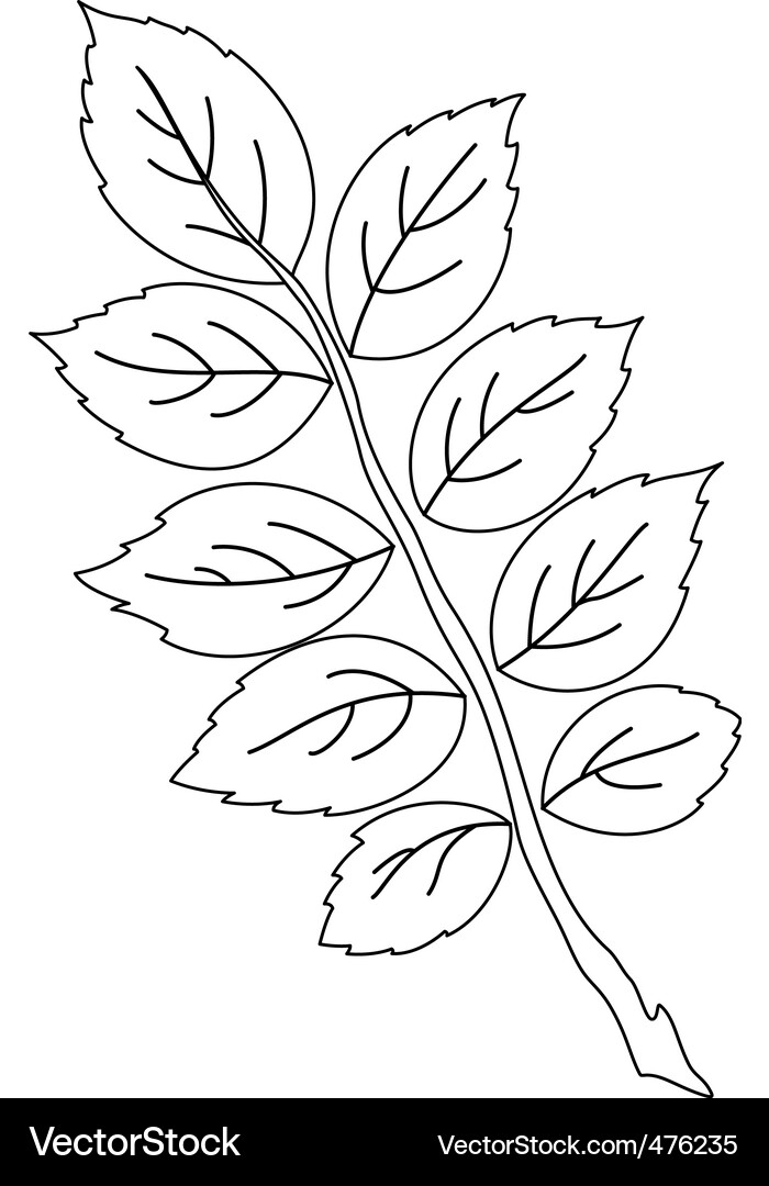 Leaf of dog rose contour Vector Image