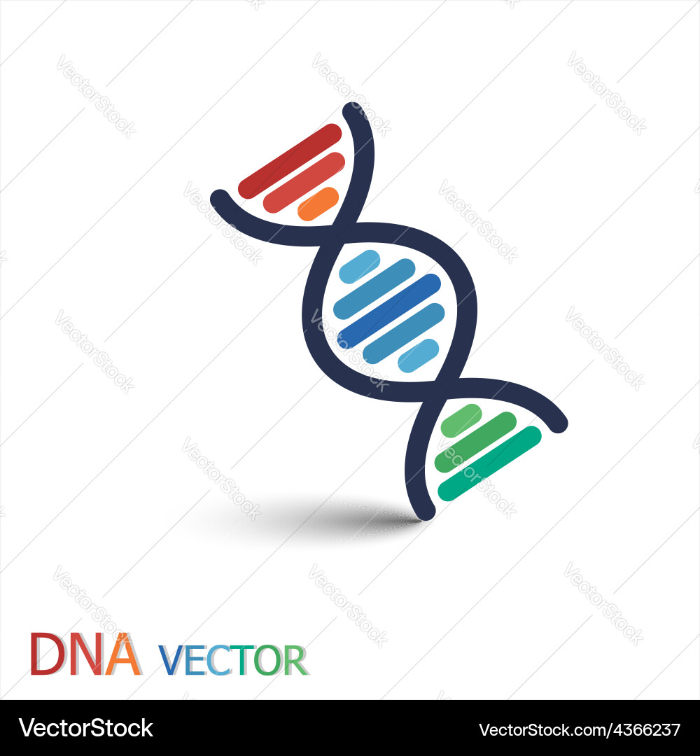 DNA Double Helix Structure vector image