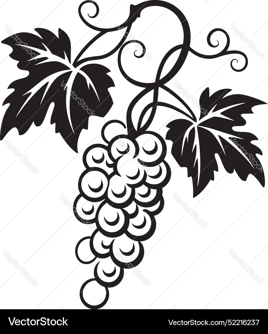 Grapes and citrus vine of grape with grapefruit Grapes and citrus vine of grape with grapefruit vector image