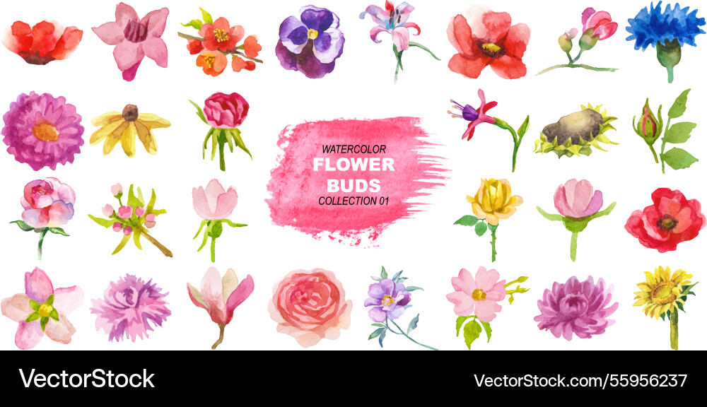 Watercolor painted flower buds hand drawn design Watercolor painted flower buds hand drawn design vector image