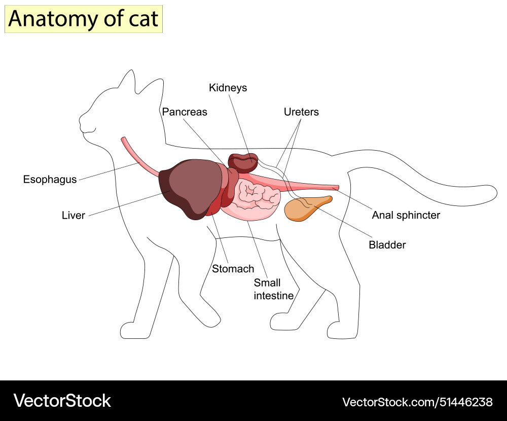 Anatomy of cat with inside structure and organs Anatomy of cat with inside structure and organs vector image