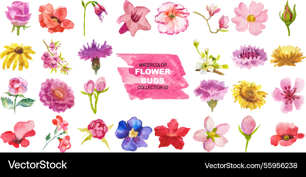 Watercolor painted flower buds hand drawn design Watercolor painted flower buds hand drawn design vector image