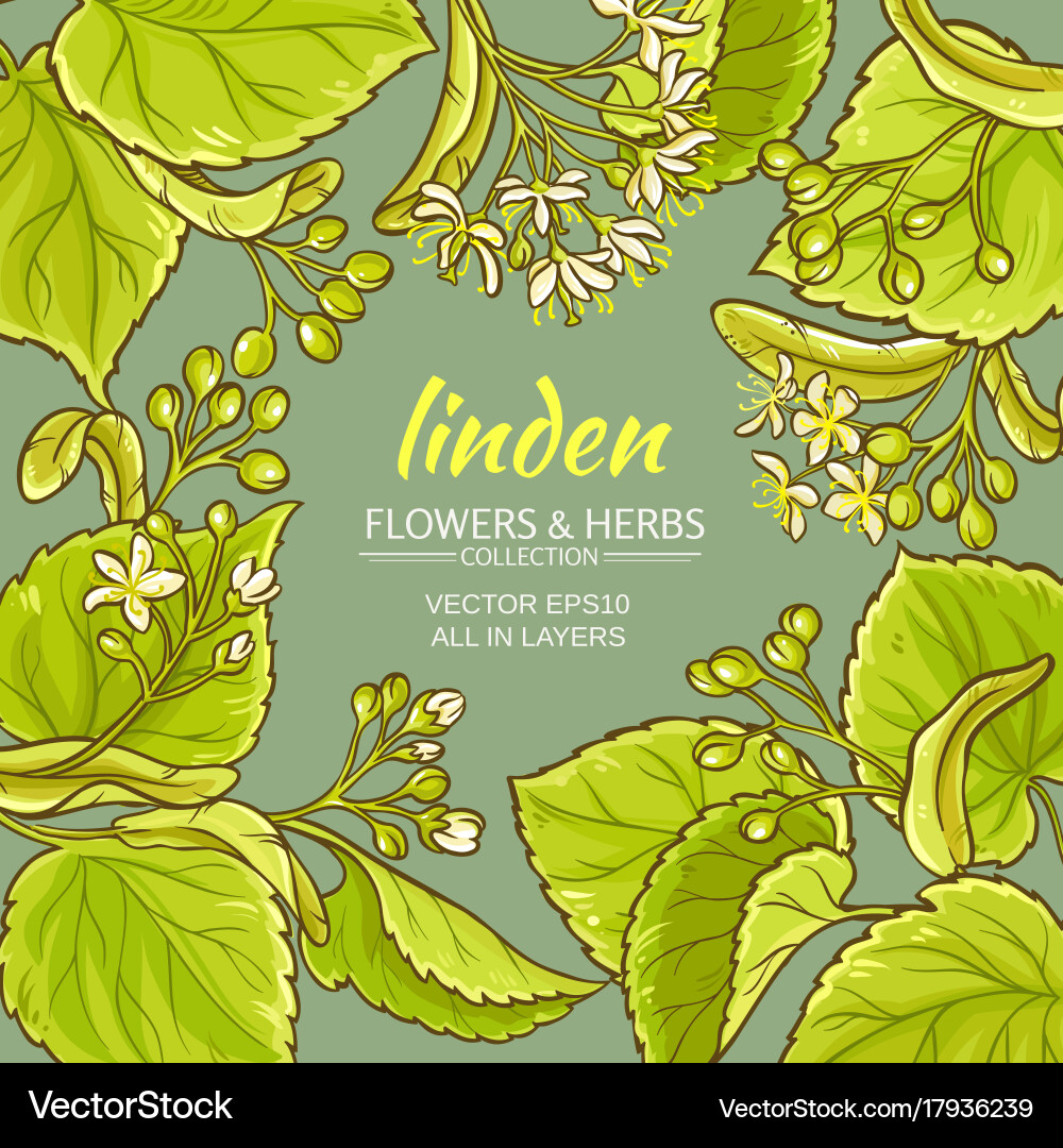 Linden frame Royalty Free Vector Image - VectorStock