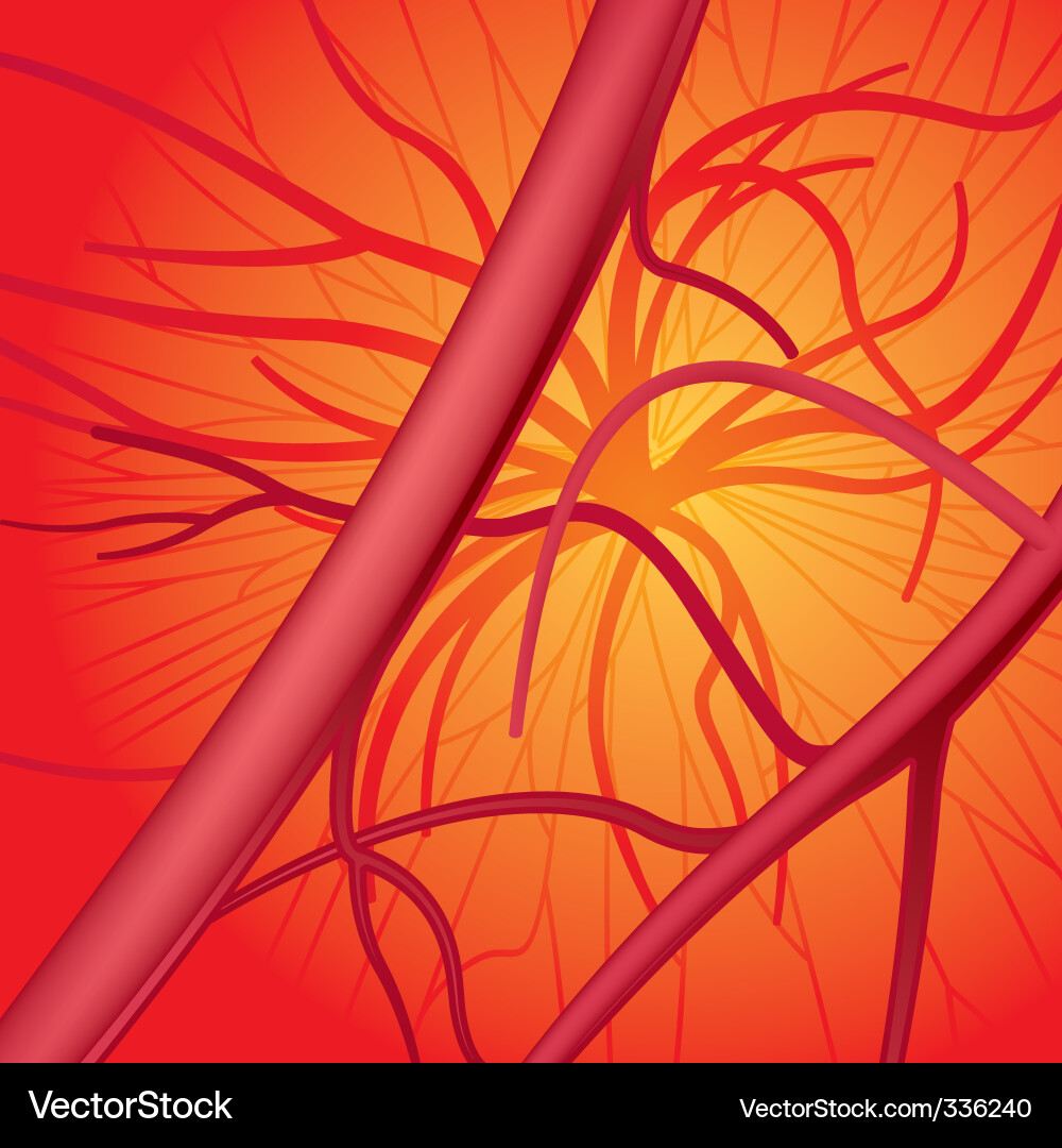 Blood Vessel System Artwork vector image