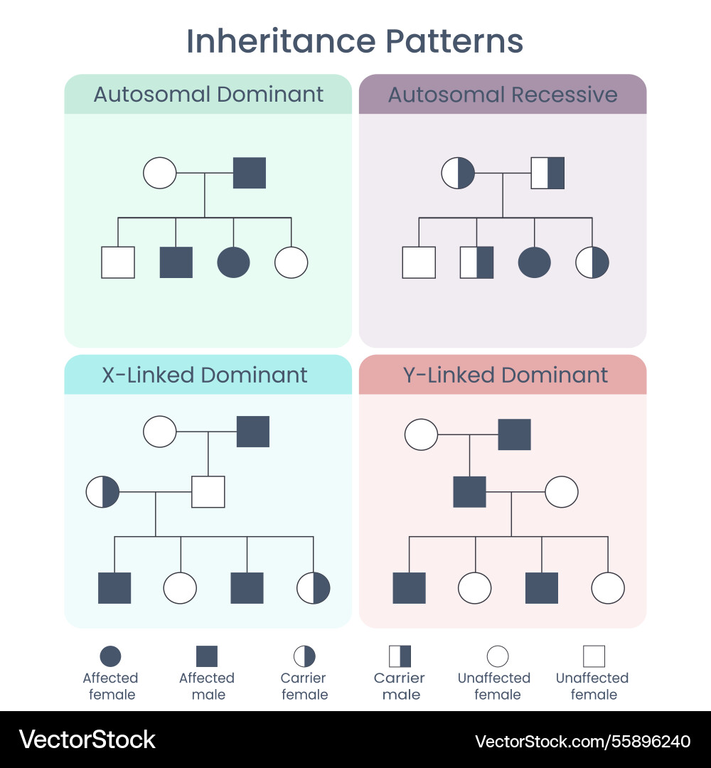 Genetic Inheritance Charts Vector Image