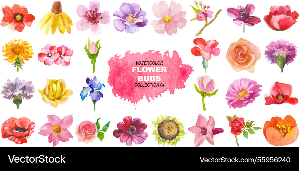 Watercolor painted flower buds hand drawn design Watercolor painted flower buds hand drawn design vector image