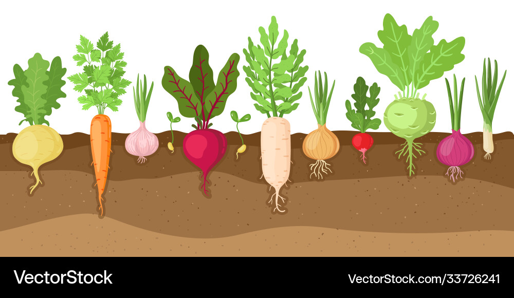 Growing Vegetable Roots Royalty Free Vector Image