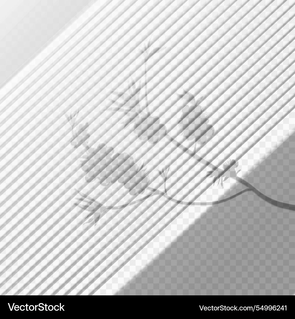 Transparent shadows overlay effect with branch Vector Image