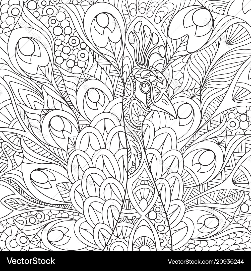 Peacock coloring page Peacock coloring page vector image