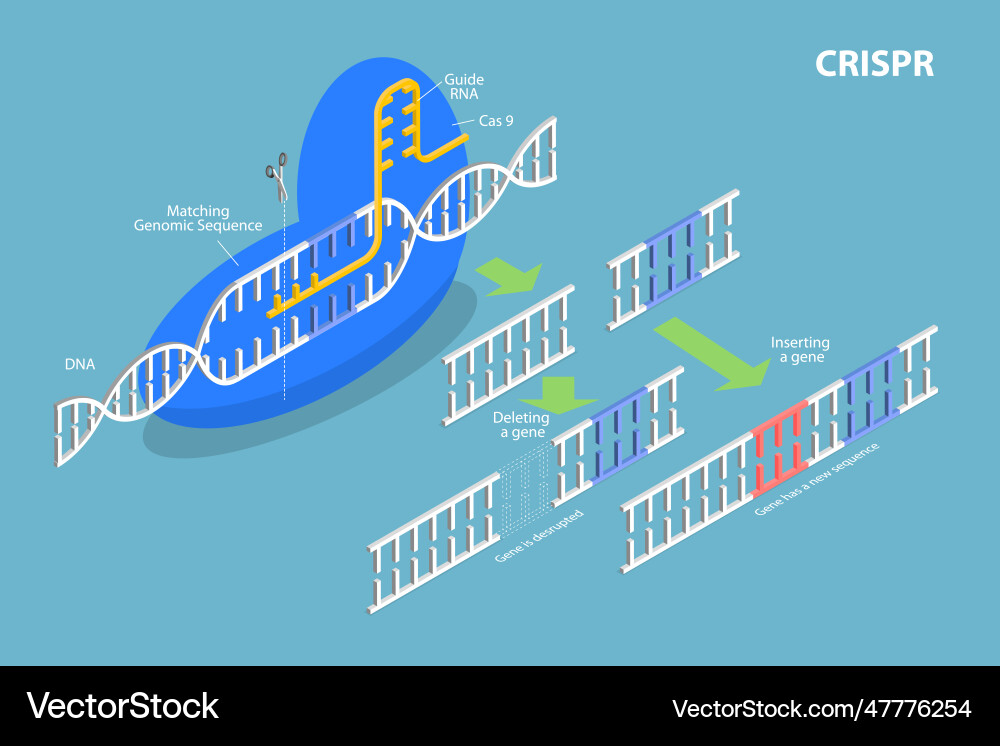 3d isometric flat conceptual Royalty Free Vector Image