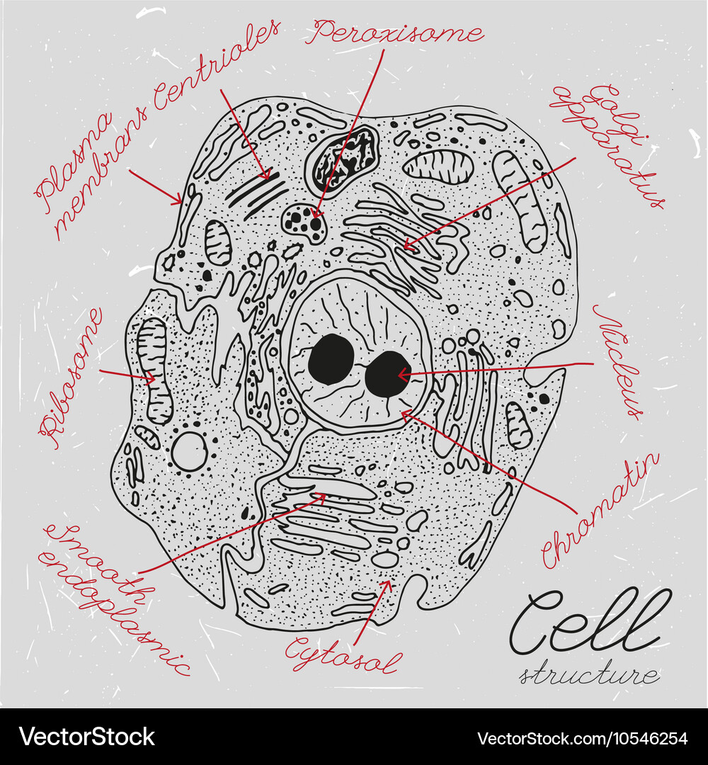 Cell Structure Diagram Royalty Free Vector Image