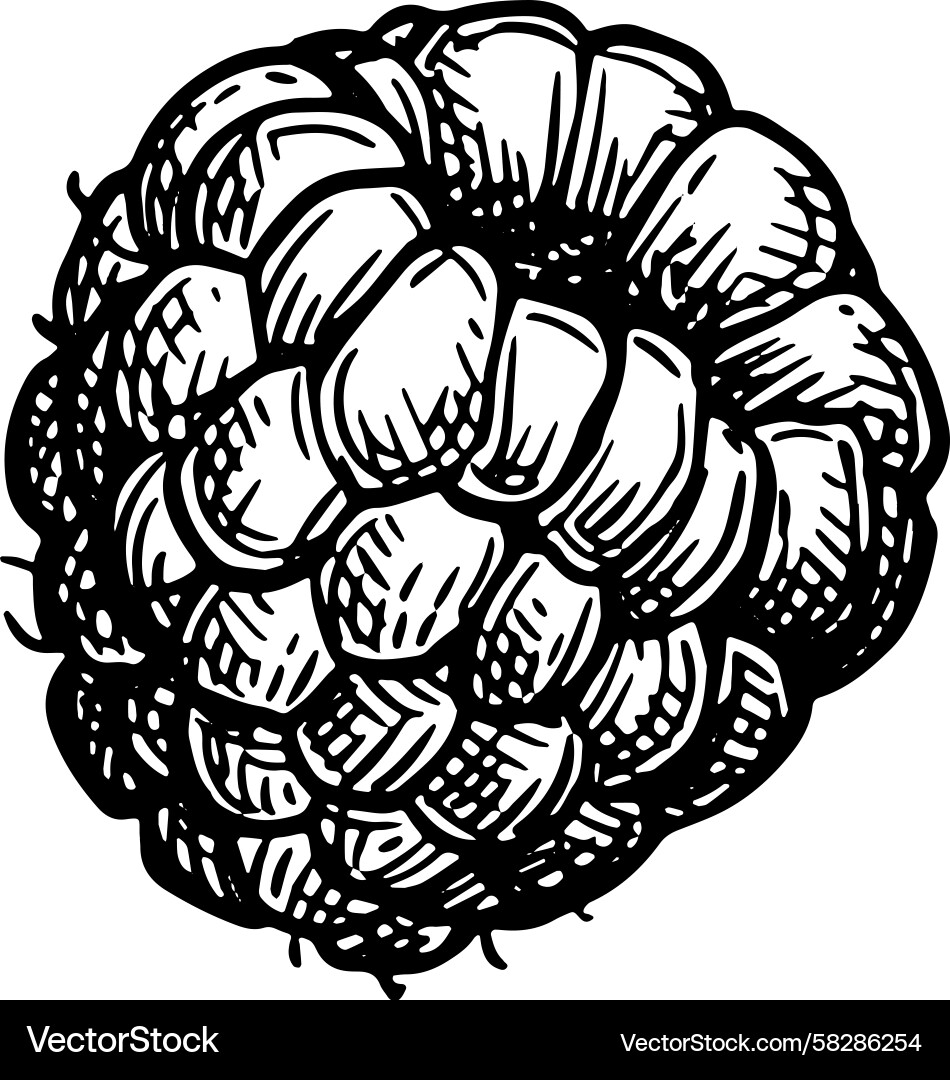 Raspberry Ink Sketch - Botanical Vector Image