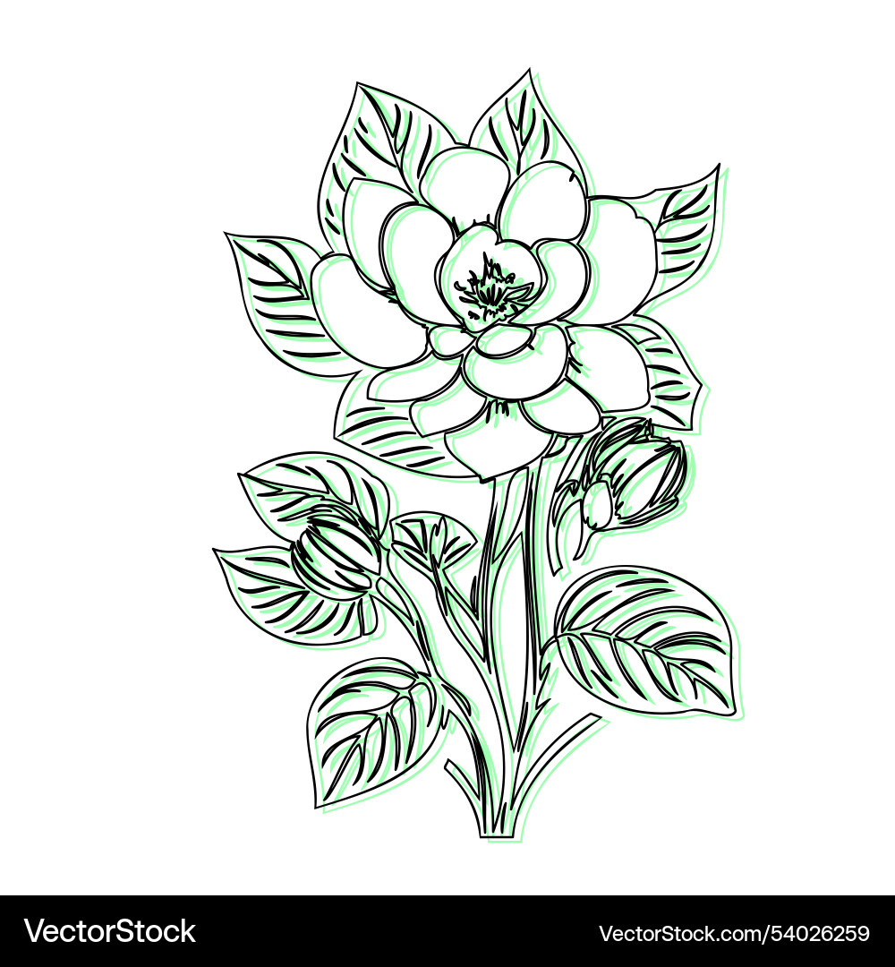 Hellebor Blume Pflanzenskizze Umriss Schatten grün Hellebor Blume Pflanzenskizze Umriss Schatten grün vektorbild