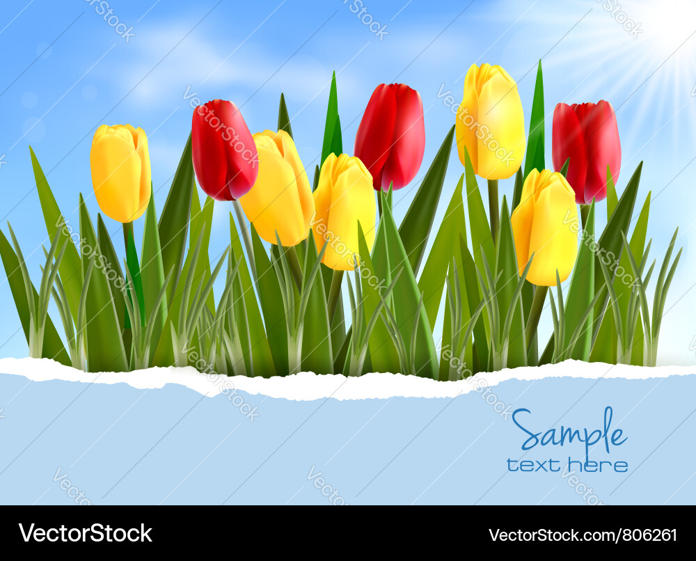Eleganter Tulpen Hintergrund Vektorbild