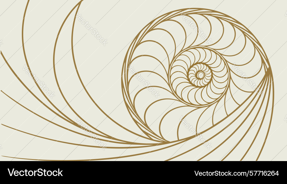 Geometric spiral shell pattern natural fibonacci vector image