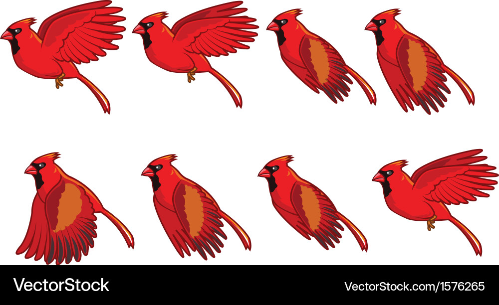 Cardinal Bird Animation - Flight Sequence vector image