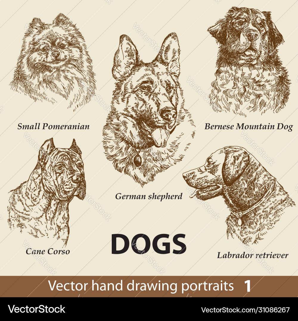 Set hand drawing dogs 1 Set hand drawing dogs 1 vector image