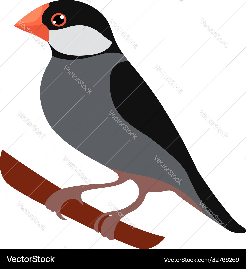 Java Sparrow on Branch Vector Image
