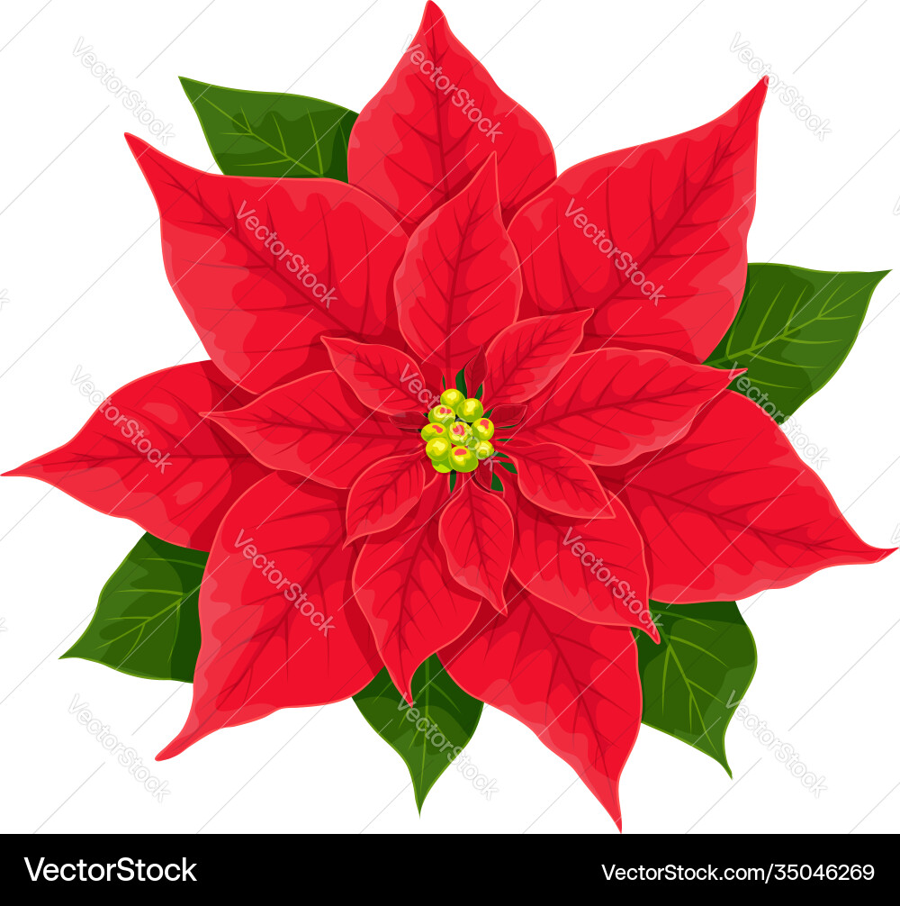 X-mas red flower poinsettia realistic X-mas red flower poinsettia realistic vector image