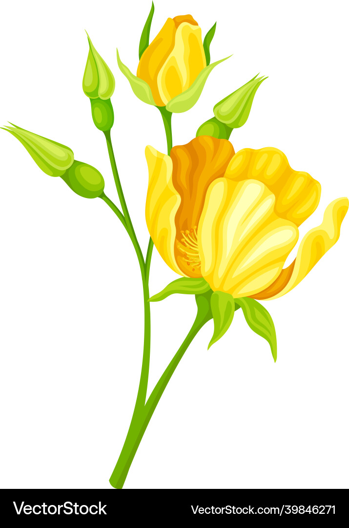 Bright yellow rose flower with showy petals Bright yellow rose flower with showy petals vector image