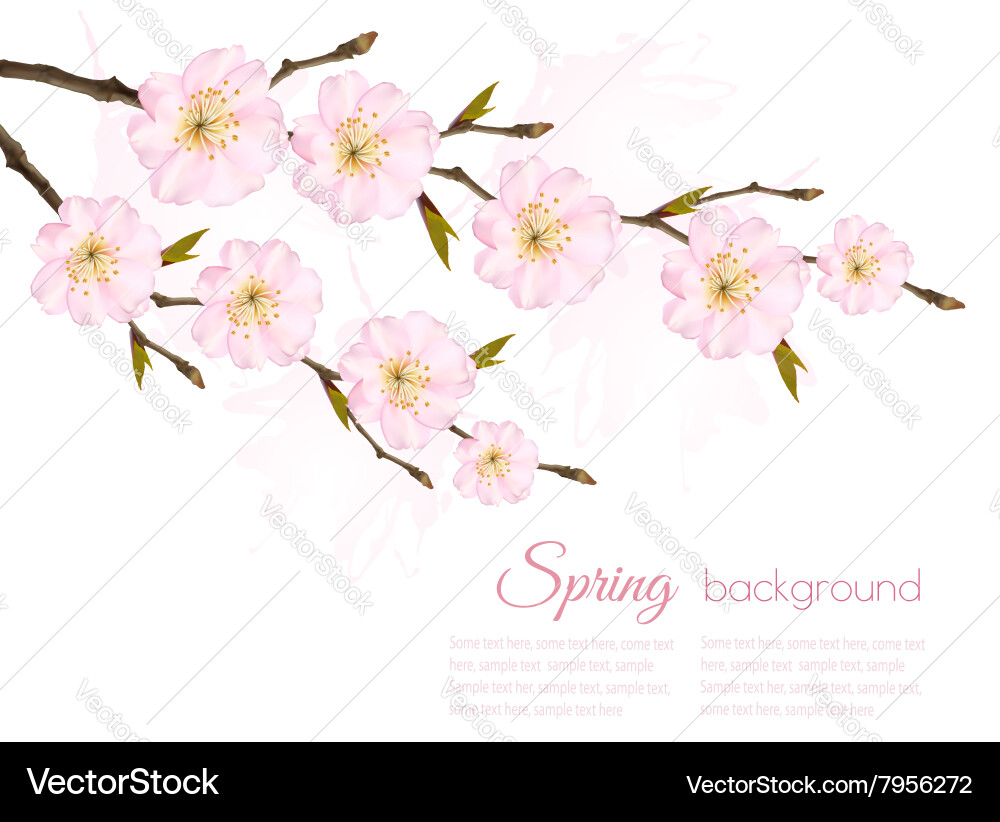 Spring background with a sakura branch vector image