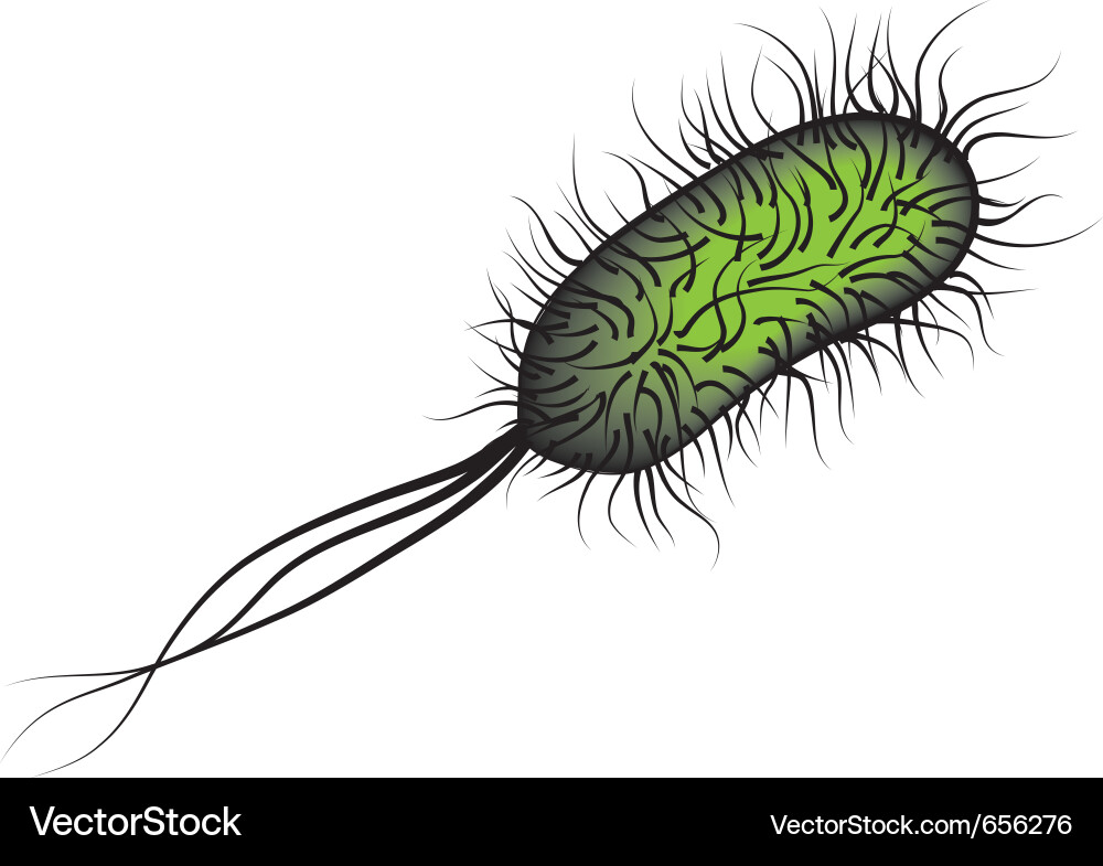 E. Coli Bacteria on White Background Royalty Free Vector