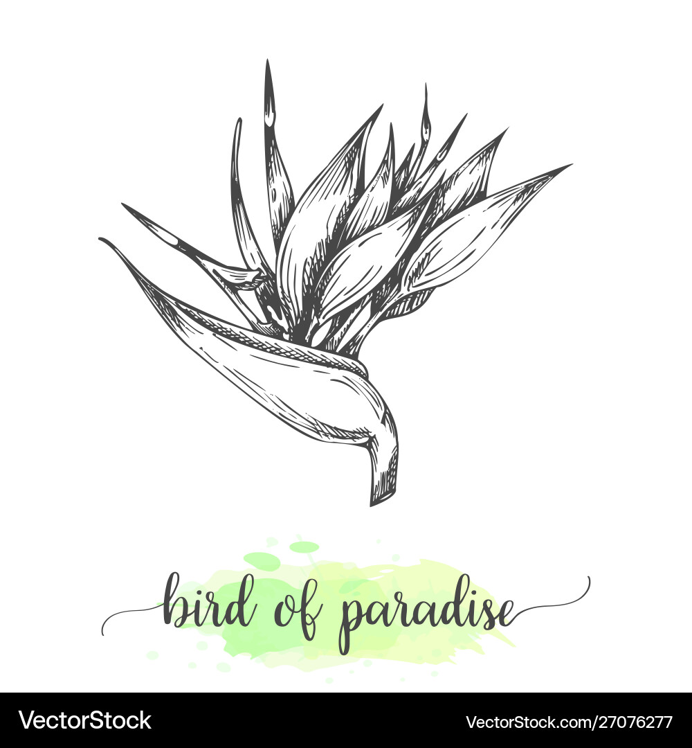 Hand drawn heliconia sketch floral background vector image