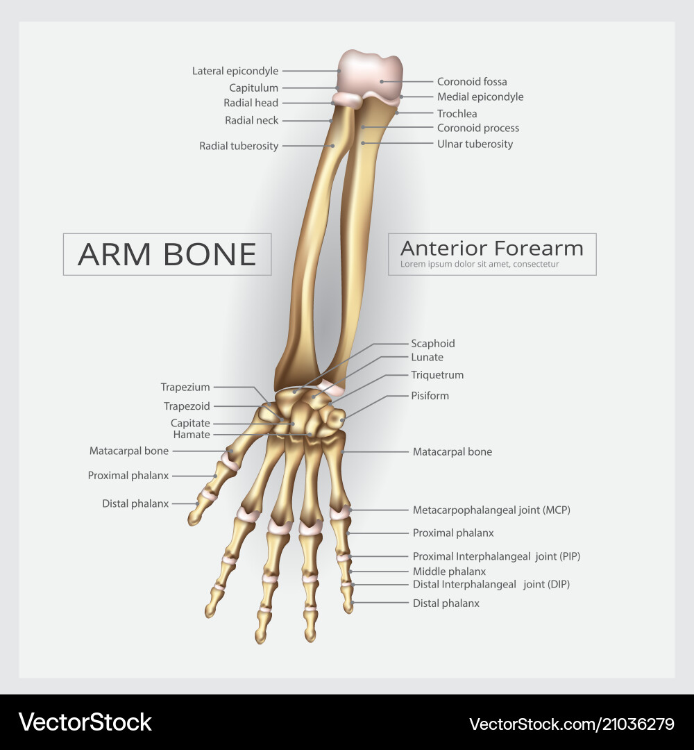 Arm and Hand Bones Anatomy – Royalty-Free Vector | VectorStock, image size:1000x1080