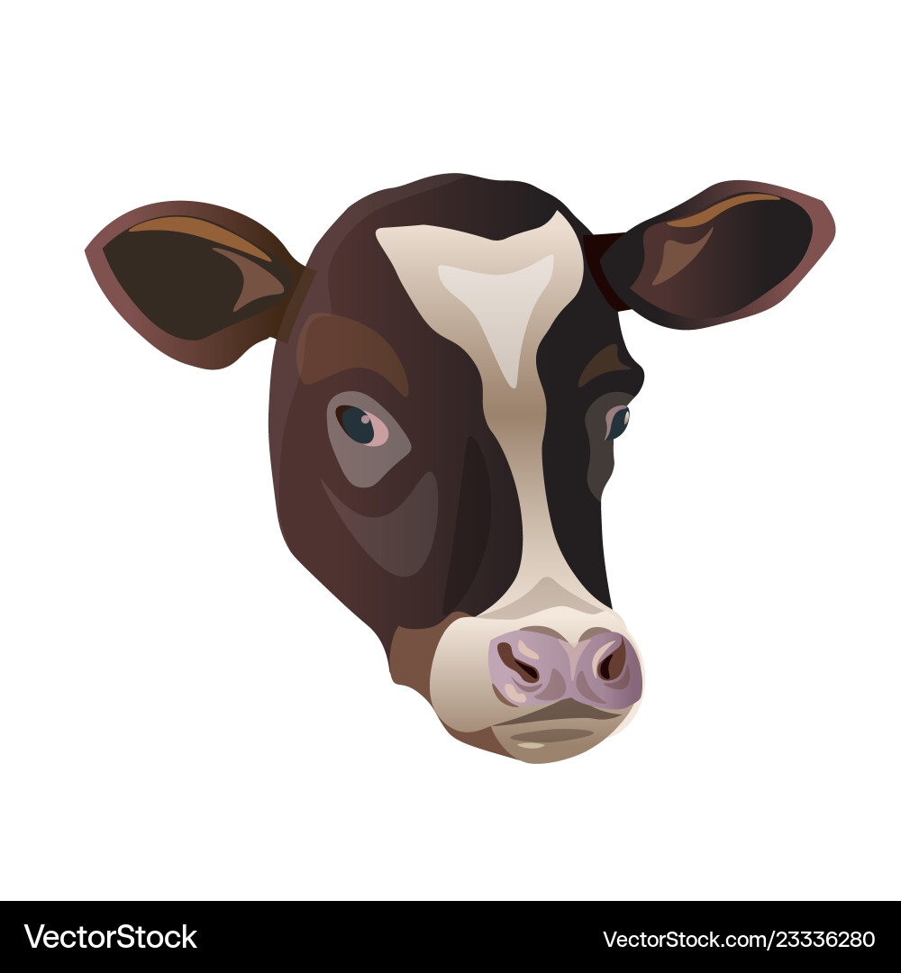 Color sketch of cows face Color sketch of cows face vector image