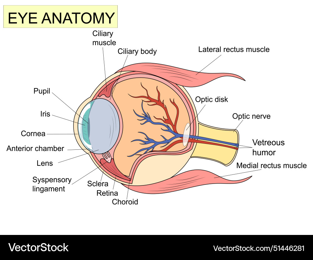 Eye anatomy with labeled structure scheme vector image