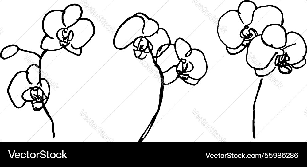 A minimalist line drawing of three orchid flowers A minimalist line drawing of three orchid flowers vector image