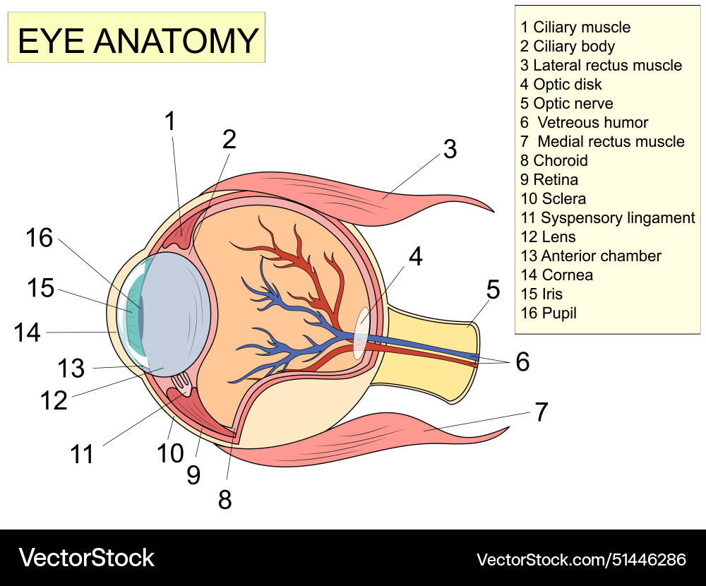 Eye anatomy with labeled structure scheme Eye anatomy with labeled structure scheme vector image