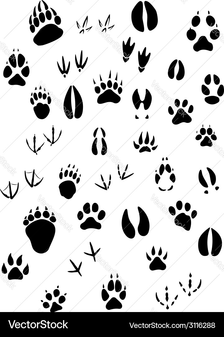 Animal Footprint Collection Vector Image