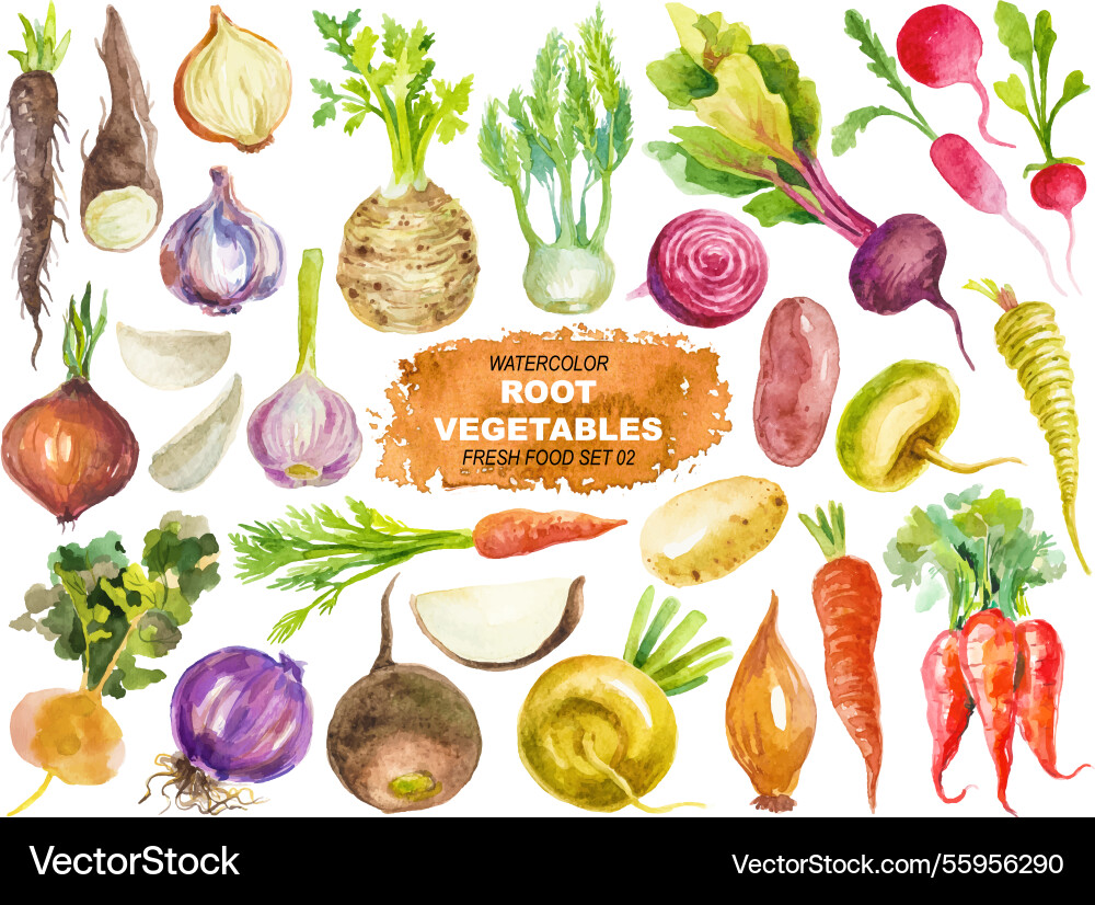 Watercolor painted root vegetables hand drawn Watercolor painted root vegetables hand drawn vector image