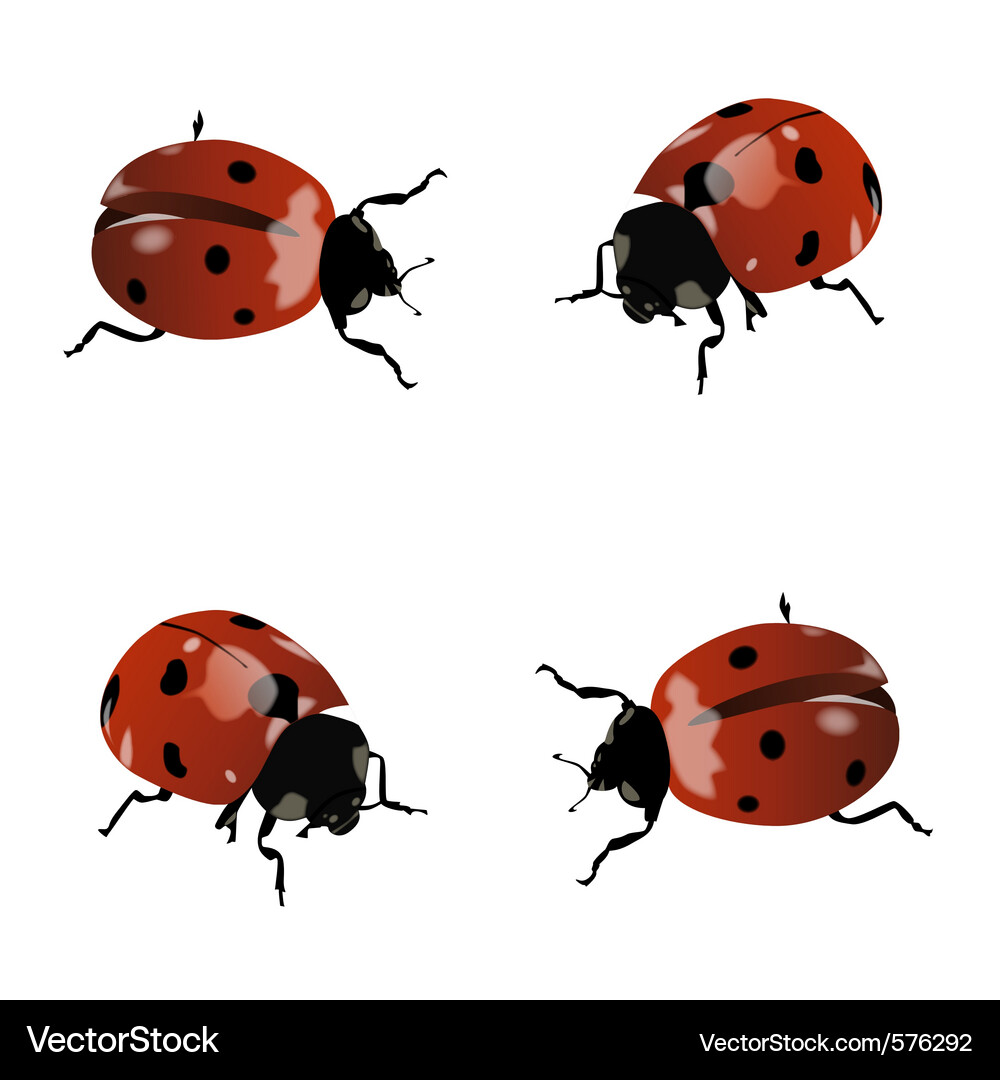Rote Marienkäfer Vektorbild