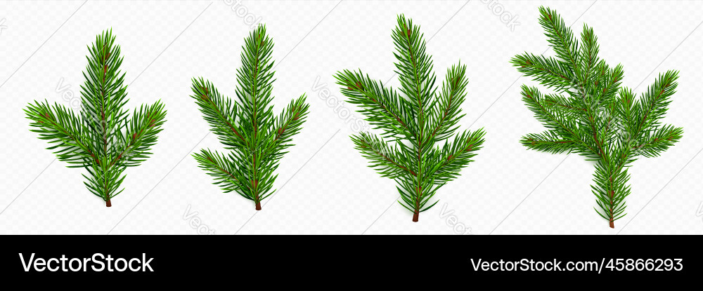 Pine tree branch fir twigs with green needles Pine tree branch fir twigs with green needles vector image