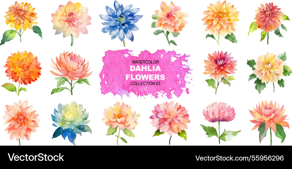 Watercolor painted dahlia flowers hand drawn Watercolor painted dahlia flowers hand drawn vector image