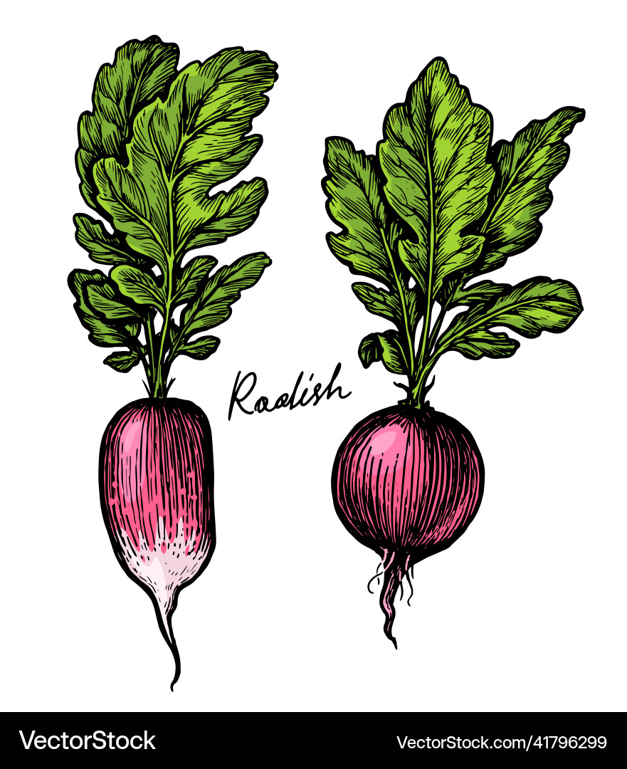 Fresh red radish with leaves vegetables farm Fresh red radish with leaves vegetables farm vector image