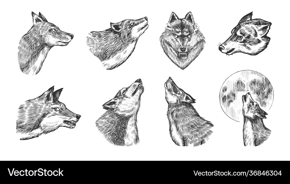 Gray wolf set a predatory beast wild Royalty Free Vector