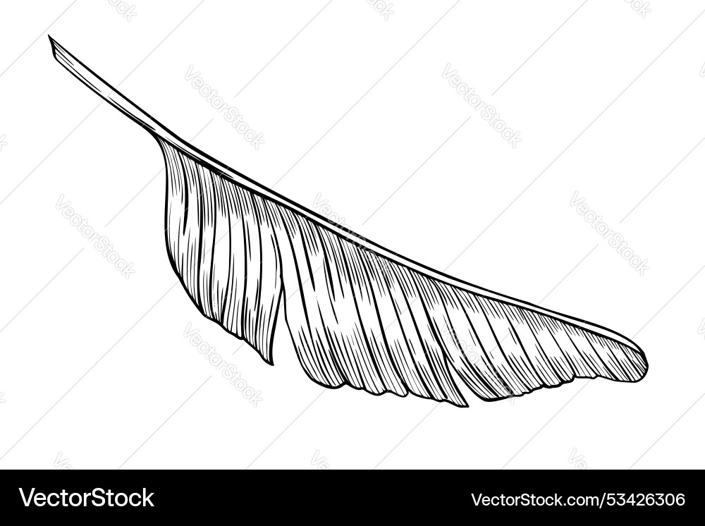 Elegante Palm Blatt Sketch Vektorbild